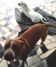Akira e Bruce