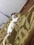 Esmeralda