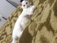 Esmeralda