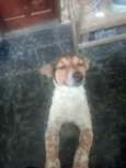 Chiclete