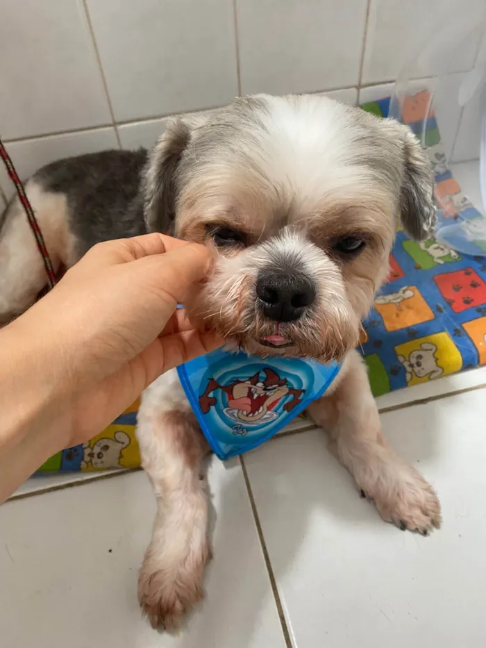 Cachorro ra a Shitzu idade 5 anos nome Snoopy 
