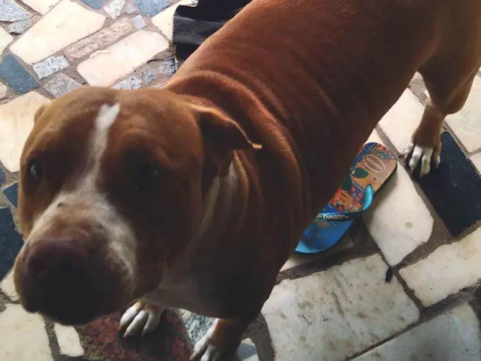 Cachorro ra a Pit-Bull idade 6 ou mais anos nome Akira e Bruce