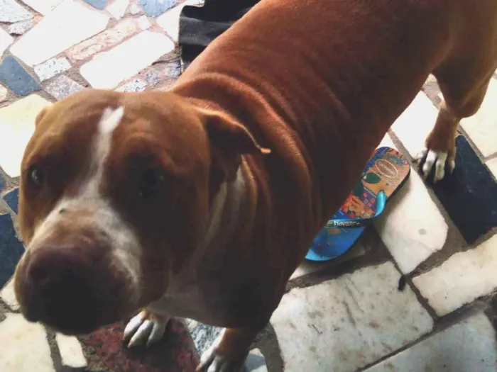 Cachorro ra a Pit-Bull idade 6 ou mais anos nome Akira e Bruce