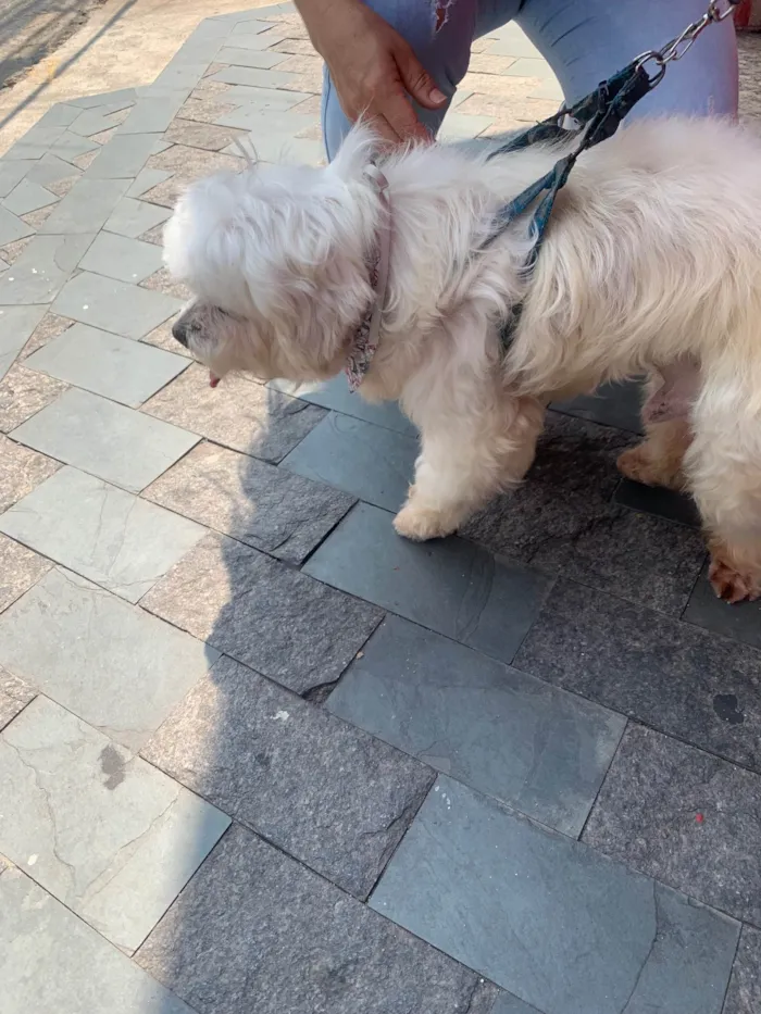 Cachorro ra a Lhasa Apso idade 6 ou mais anos nome Billy