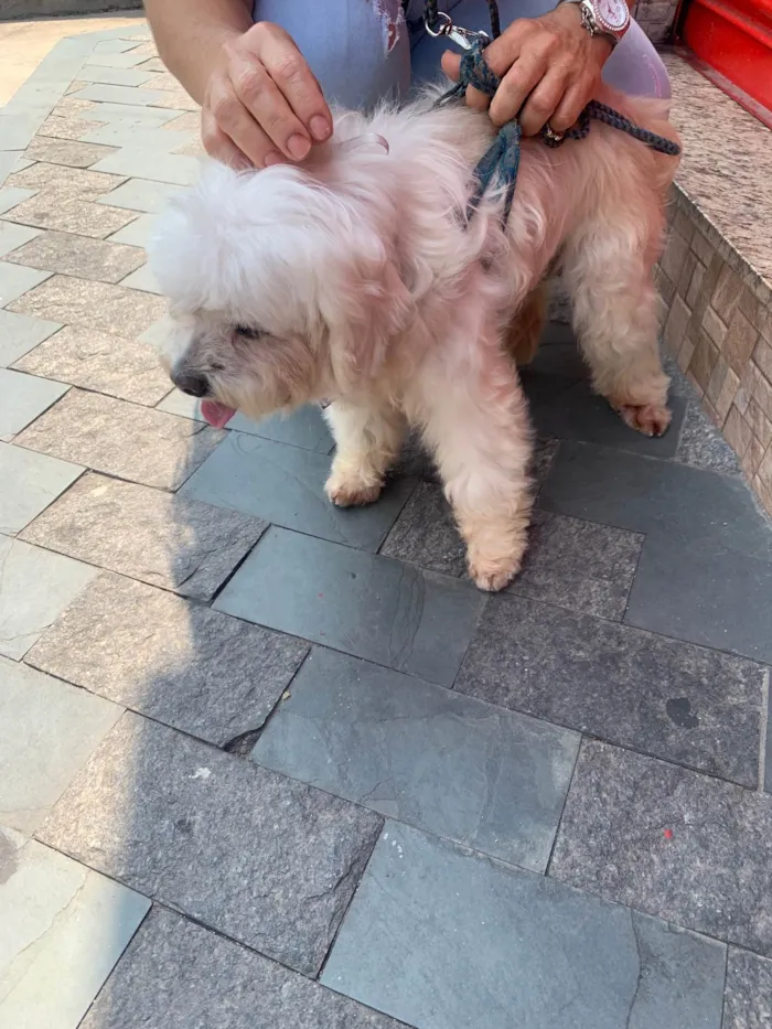 Cachorro ra a Lhasa Apso idade 6 ou mais anos nome Billy