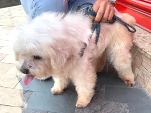 Cachorro raça Lhasa Apso idade 6 ou mais anos nome Billy