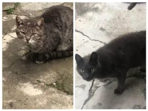 Gato raça SRD-ViraLata idade 1 ano nome Não tem nome  