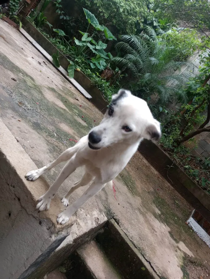 Cachorro ra a SRD-ViraLata idade 1 ano nome Zeus