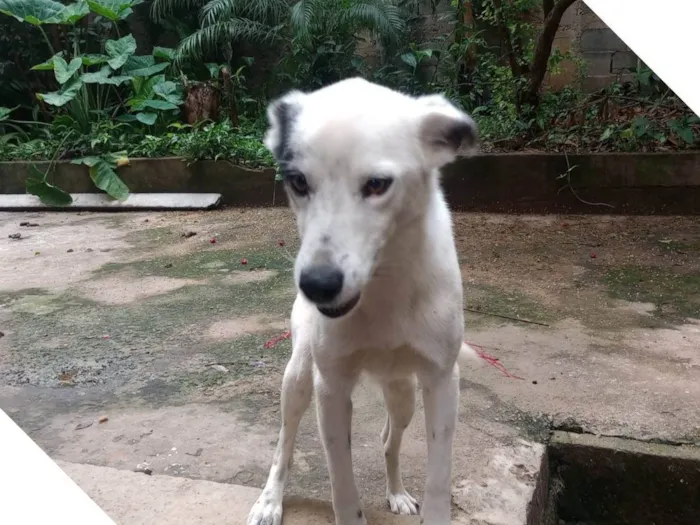 Cachorro ra a SRD-ViraLata idade 1 ano nome Zeus