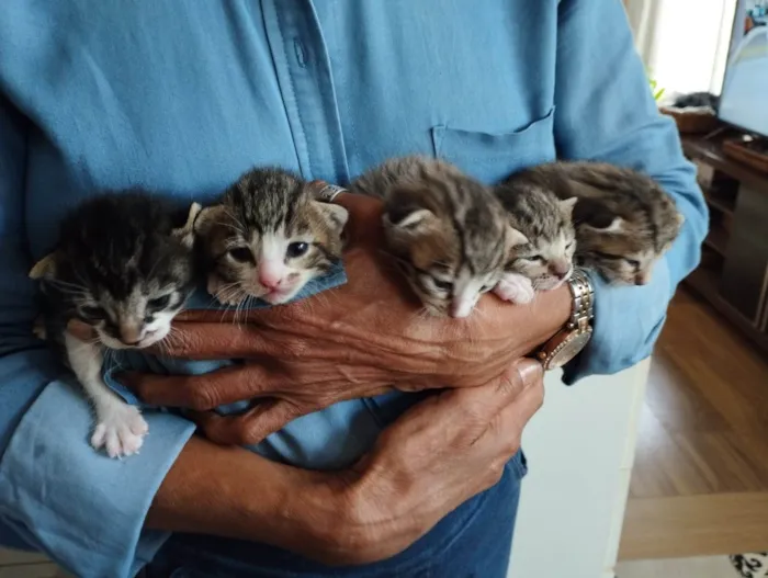 Gato ra a SRD-ViraLata idade 2 a 6 meses nome Gatinha