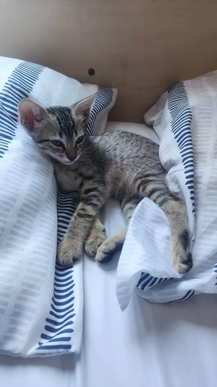Gato ra a SRD-ViraLata idade 2 a 6 meses nome Gatinha