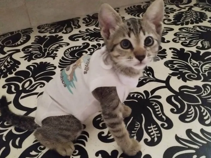 Gato ra a SRD-ViraLata idade 2 a 6 meses nome Gatinha