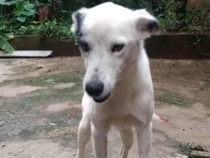 Cachorro raça SRD-ViraLata idade 1 ano nome Zeus