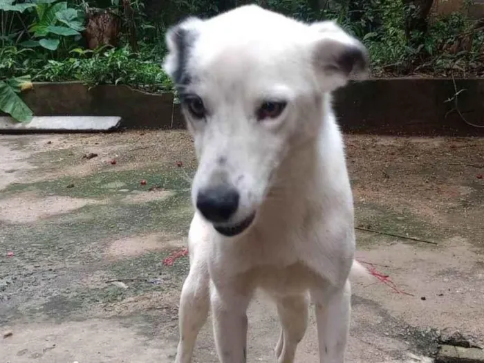 Cachorro ra a SRD-ViraLata idade 1 ano nome Zeus