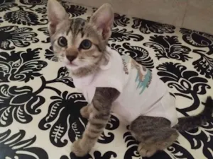 Gato raça SRD-ViraLata idade 2 a 6 meses nome Gatinha