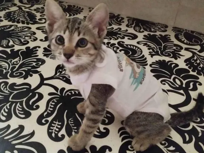 Gato ra a SRD-ViraLata idade 2 a 6 meses nome Gatinha
