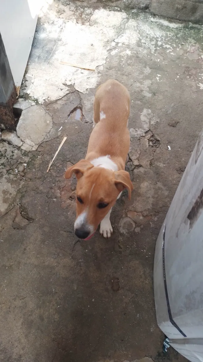 Cachorro ra a SRD-ViraLata idade 2 a 6 meses nome Pudim