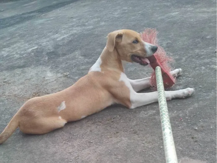 Cachorro ra a SRD-ViraLata idade 2 a 6 meses nome Pudim