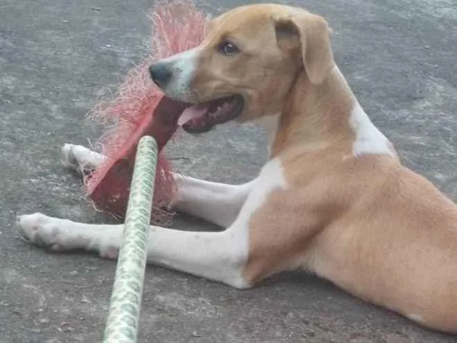Cachorro ra a SRD-ViraLata idade 2 a 6 meses nome Pudim