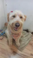 Hana
