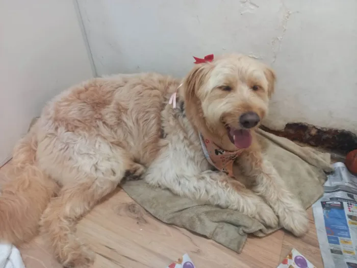 Cachorro ra a SRD-ViraLata idade 2 anos nome Hana