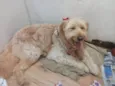 Hana