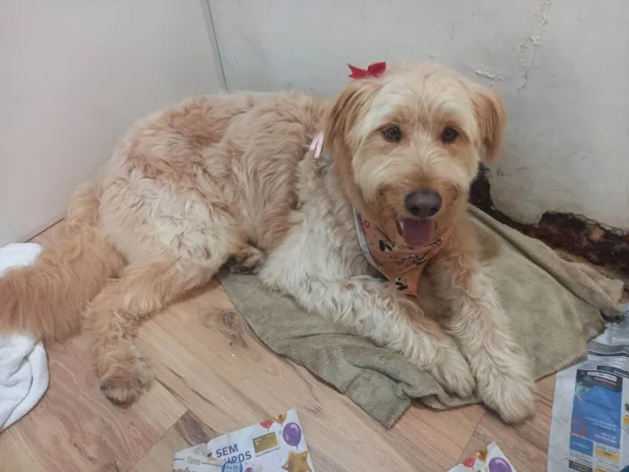 Cachorro ra a SRD-ViraLata idade 2 anos nome Hana