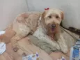 Hana