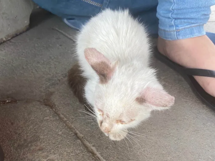 Gato ra a  idade 7 a 11 meses nome Não tem 