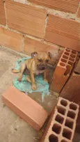 Apolo 