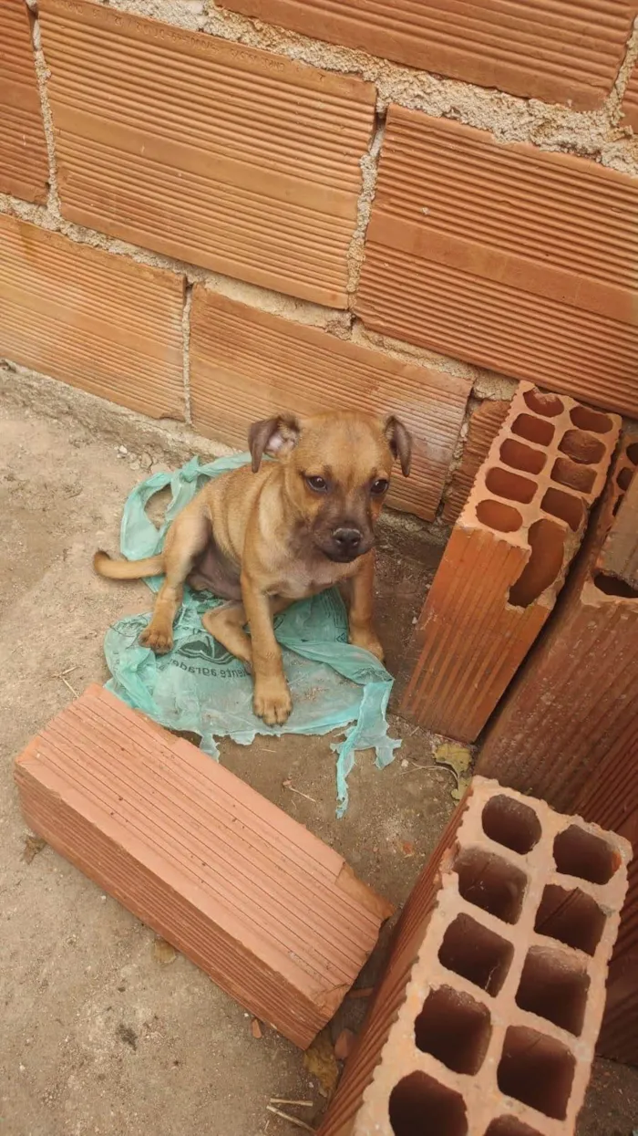 Cachorro ra a SRD-ViraLata idade 2 a 6 meses nome Apolo 