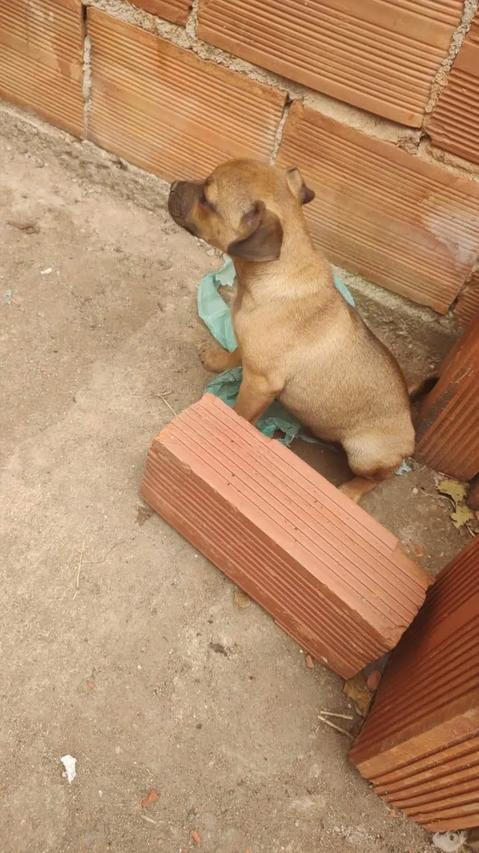 Cachorro ra a SRD-ViraLata idade 2 a 6 meses nome Apolo 