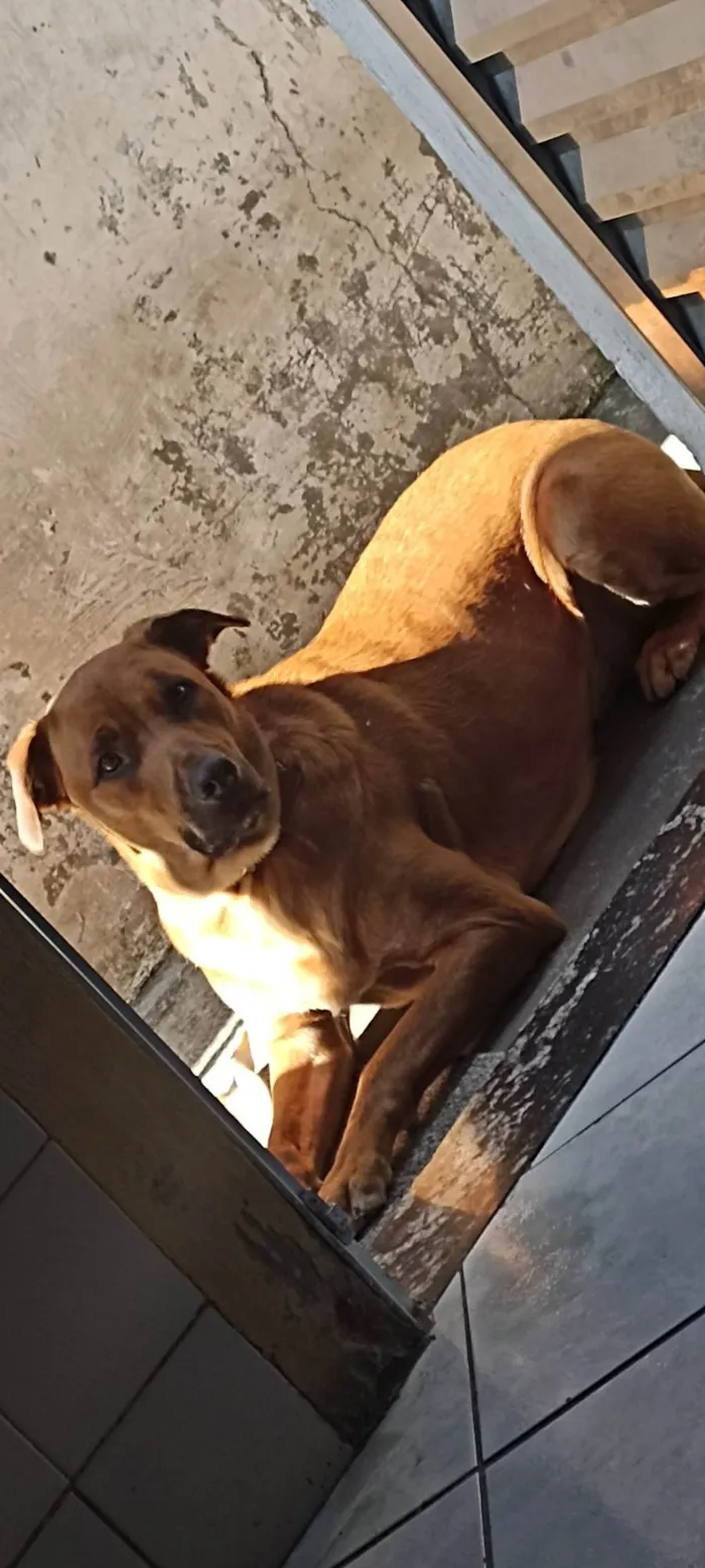 Cachorro ra a Labrador- vira latq idade 2 anos nome Billy Jack