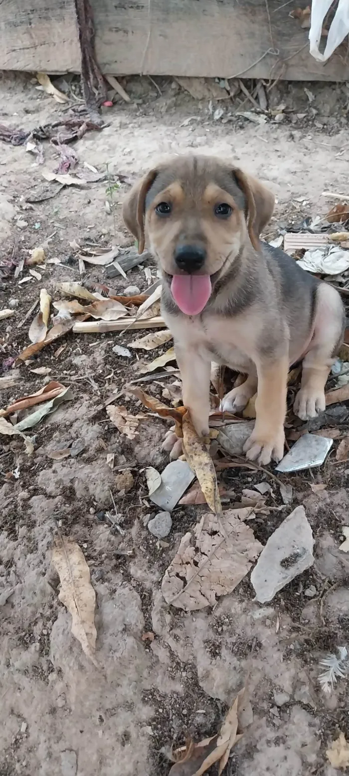 Cachorro ra a Indefinida idade 2 a 6 meses nome Pitbul