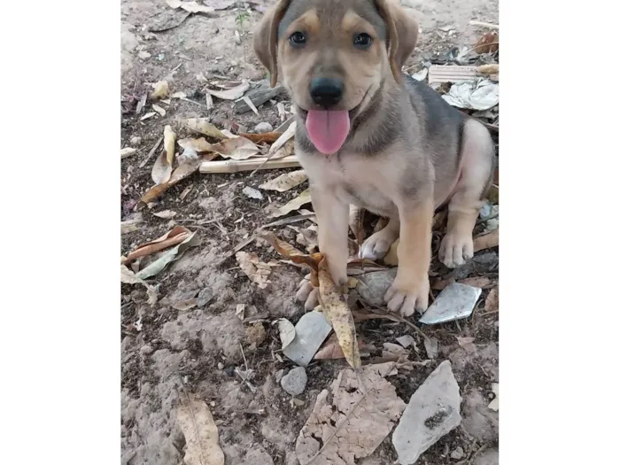 Cachorro ra a Indefinida idade 2 a 6 meses nome Pitbul