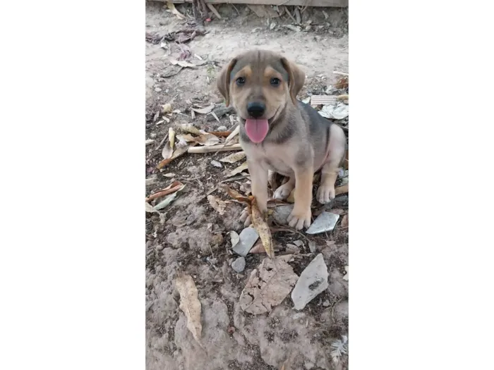 Cachorro ra a Indefinida idade 2 a 6 meses nome Pitbul