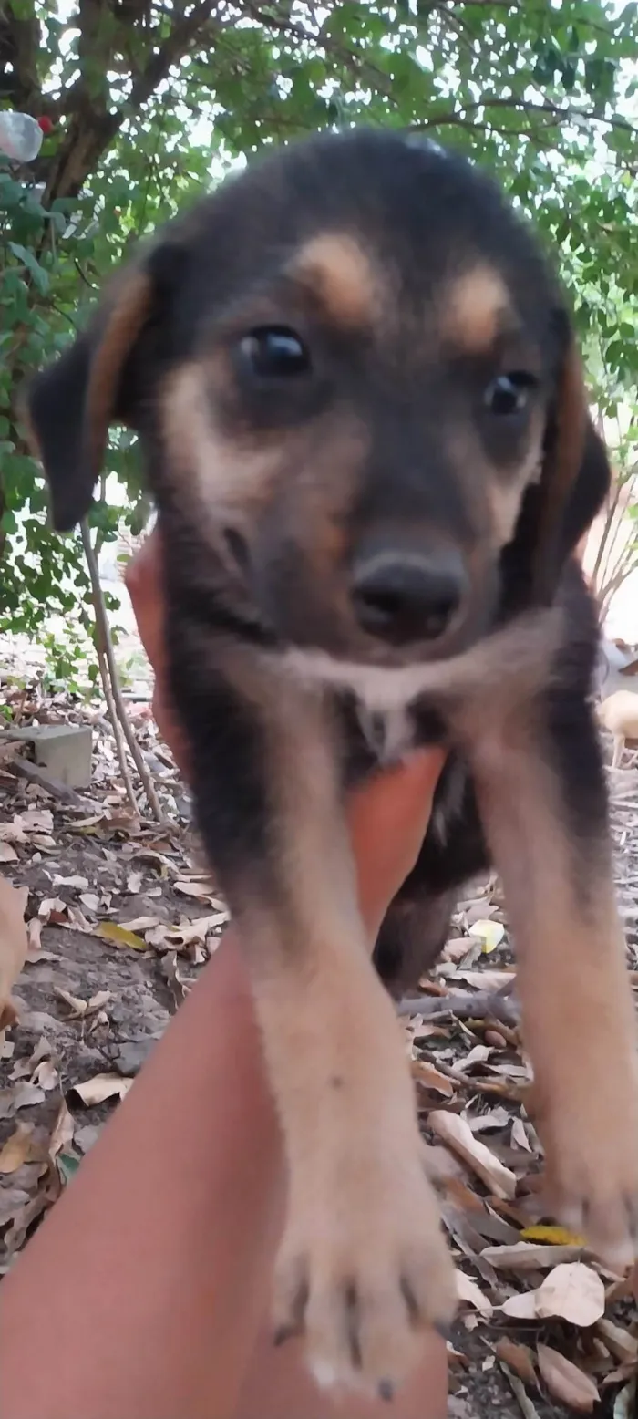 Cachorro ra a SRD-ViraLata idade 2 a 6 meses nome Kiki