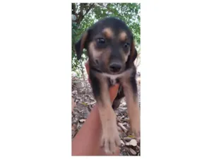 Cachorro raça SRD-ViraLata idade 2 a 6 meses nome Kiki