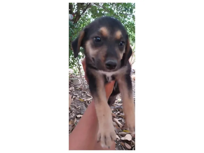 Cachorro ra a SRD-ViraLata idade 2 a 6 meses nome Kiki