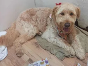 Cachorro raça SRD-ViraLata idade 2 anos nome Hana