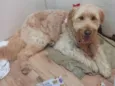 Hana