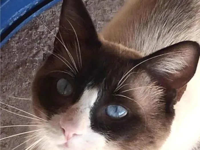 Gato ra a mestico  idade 7 a 11 meses nome Zayon 