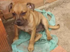 Cachorro raça SRD-ViraLata idade 2 a 6 meses nome Apolo 