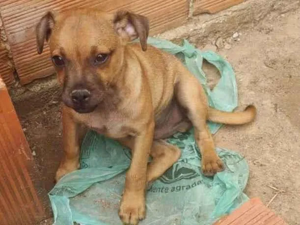 Cachorro ra a SRD-ViraLata idade 2 a 6 meses nome Apolo 