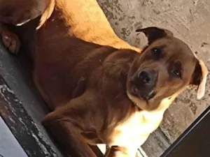 Cachorro raça Labrador- vira latq idade 2 anos nome Billy Jack