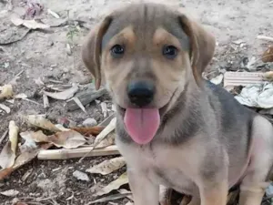 Cachorro raça Indefinida idade 2 a 6 meses nome Pitbul