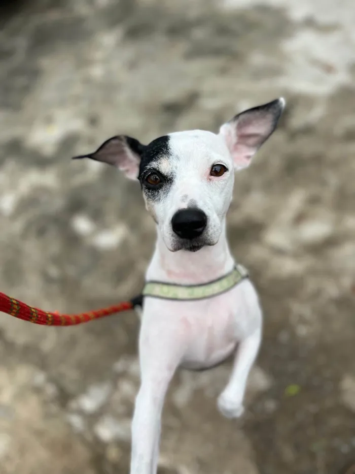 Cachorro ra a SRD-ViraLata idade 3 anos nome Lua Moon