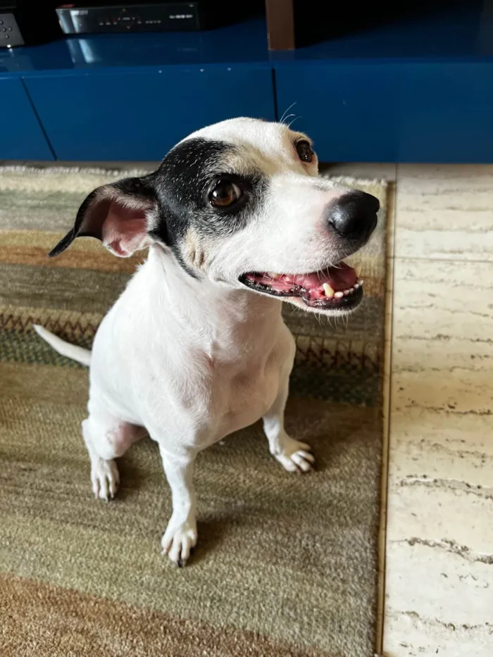 Cachorro ra a SRD-ViraLata idade 3 anos nome Lua Moon