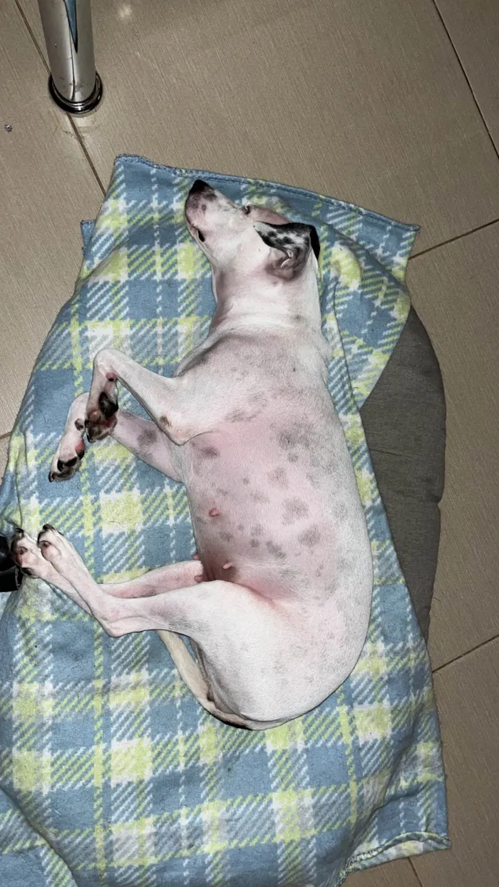 Cachorro ra a SRD-ViraLata idade 3 anos nome Lua Moon