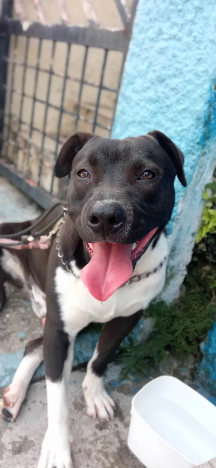 Cachorro ra a American bullying  idade 1 ano nome Thor